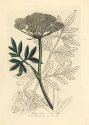 Ciguë aquatique à fleurs blanches, Cicuta virosa