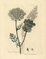 Carotte sauvage à fleurs blanches, Daucus carota