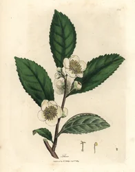 Fleurs blanches et feuilles de thé vert, Thea bohea, Camellia sinensis