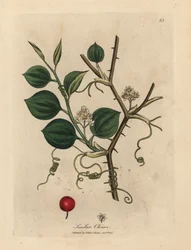 Fleurs blanches, vrilles et baies rouges de smilax chinois