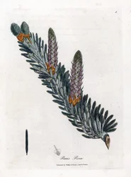 Sapin blanc ou sapin commun - Sapin argenté, Abies alba. Gravure à la main en couleur d