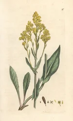 Pastel des teinturiers, Isatis tinctoria (Pastel des teinturiers ou guède). Gravure à la main en cuivre d