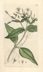 Stellaire des bois, Stellaria nemorum