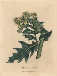 Jusquiame noire à fleurs jaunes, Hyoscyamus niger