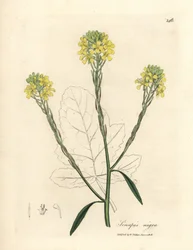 Moutarde noire à fleurs jaunes, Sinapis nigra