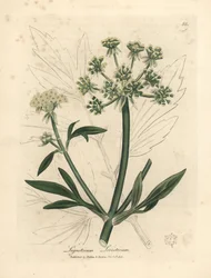 Livèche à fleurs jaunes, Ligusticum levisticum