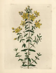 Millepertuis perforé à fleurs jaunes, Hypericum perforatum