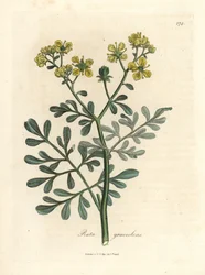 Rue à fleurs jaunes, Ruta graveolens