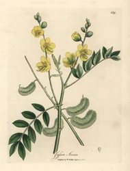 Séné égyptien à fleurs jaunes avec gousses, Cassia senna