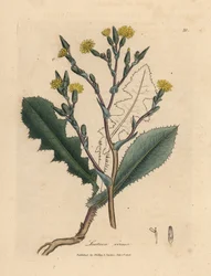 Laitue sauvage à fleurs jaunes, Lactuca virosa
