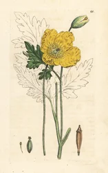 Pavot jaune ou gallois