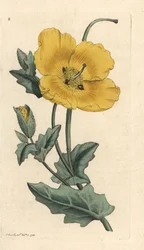 Pavot cornu jaune, Glaucium flavum (Chelidonium glaucium). Gravure à la main en couleur d