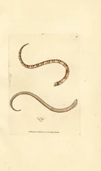 Jeune couleuvre lisse, Coronella austriaca