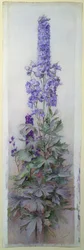 Delphiniums