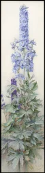 Delphiniums, vers 1920
