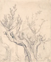 Un arbre noueux