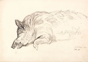 Un sanglier, endormi ou mort