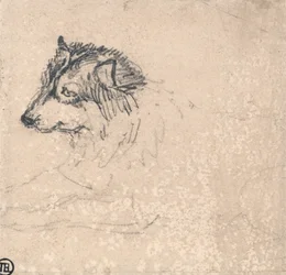 Chien arctique, face à la gauche
