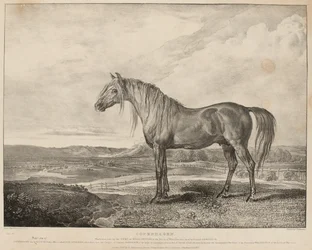 «Copenhague, le cheval monté par le duc de Wellington à la bataille de Waterloo, fut élevé par le général Grosvenor», vers 1824