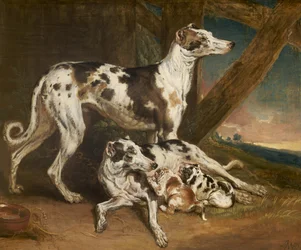 Chiens dalmatiens