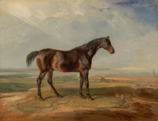 Dr. Syntax, un cheval de course bai, debout dans un paysage côtier, un estuaire au-delà