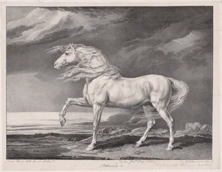 Quatorze chevaux célèbres : Adonis