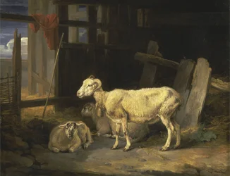 Brebis de lande et agneaux