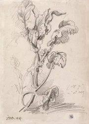 Étude de plante