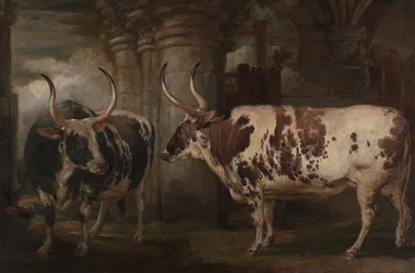 Portraits de deux bœufs extraordinaires, propriété du comte de Powis