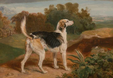Ravager, Un des Chiens de Chasse de Lambton