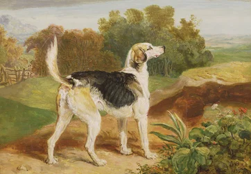 Ravager, un des chiens de chasse de Lambton