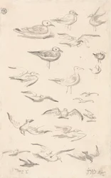 Études de mouettes