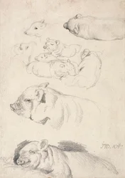 Études de cochons