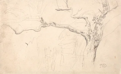 Étude sur les arbres