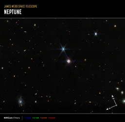 Neptune Champ Large
