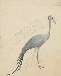 Une grue