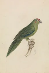 Un Perroquet