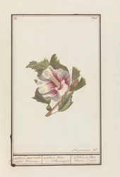 Hibiscus (Hibiscus syriacus)