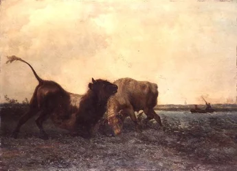 Taureaux se battant