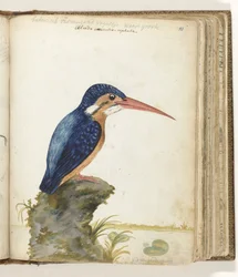 Martin-pêcheur à oreillons bleus