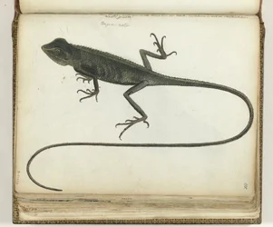 Lézard arboricole