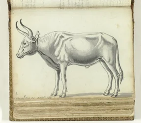 Chariot du Cap