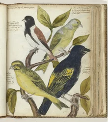 Oiseaux du Cap