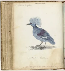Pigeon couronné