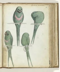 Inséparables