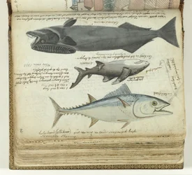 Un thon, un requin et un rémora