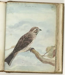 Oiseau hollandais