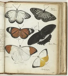 Papillons indiens