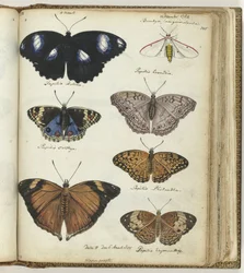 Papillons indiens