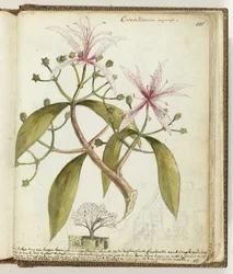 Hageboom du Cap
